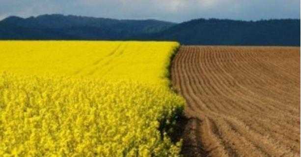 Аграріїв запрошують для участі у земельному аукціоні