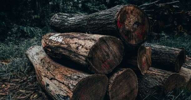 Депутати підтримали законопроєкт про ринок деревини