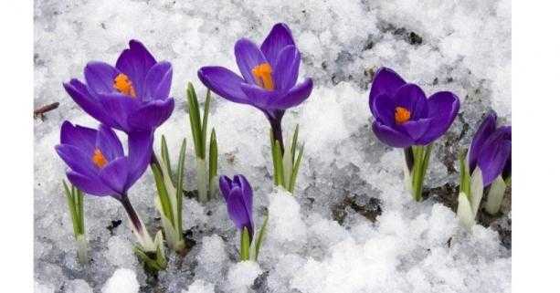 Лісничі закликають не зривати первоцвіти: порушникам загрожує штраф від 1700 гривень