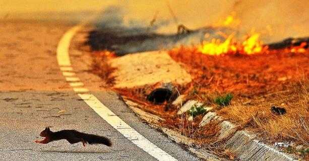 Через масові спалення сухої трави на Львівщині гинуть не лише рослини, а й тварини