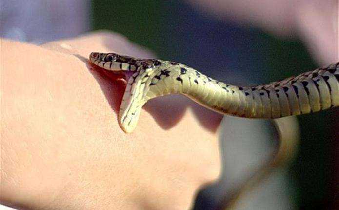 Три випадки укусу змій від початку року: жителів Львівщини просять бути обережними