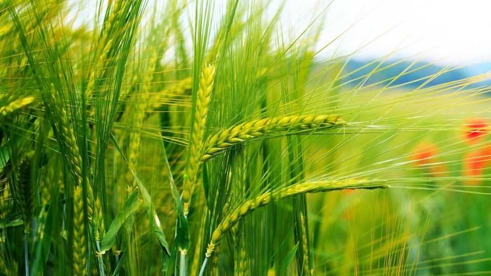 Посівна кампанія на Червоноградщині завершена