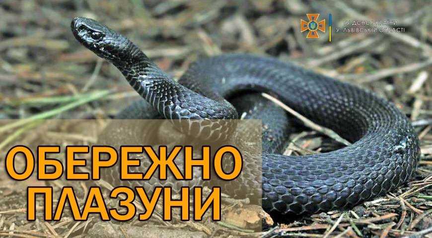 Через укус змії дві жительки області потрапили в лікарню: як уберегти себе від плазунів