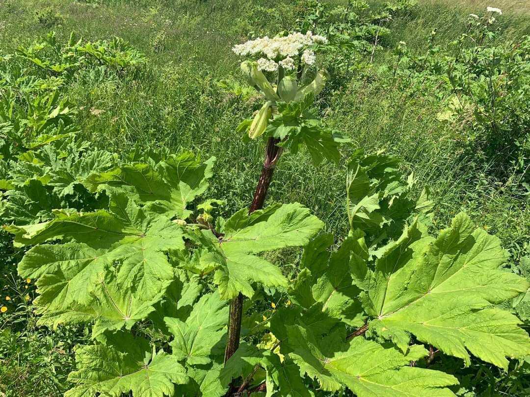 Борщівник Сосновського: чим ця рослина небезпечна та що робити при контакті зі шкірою