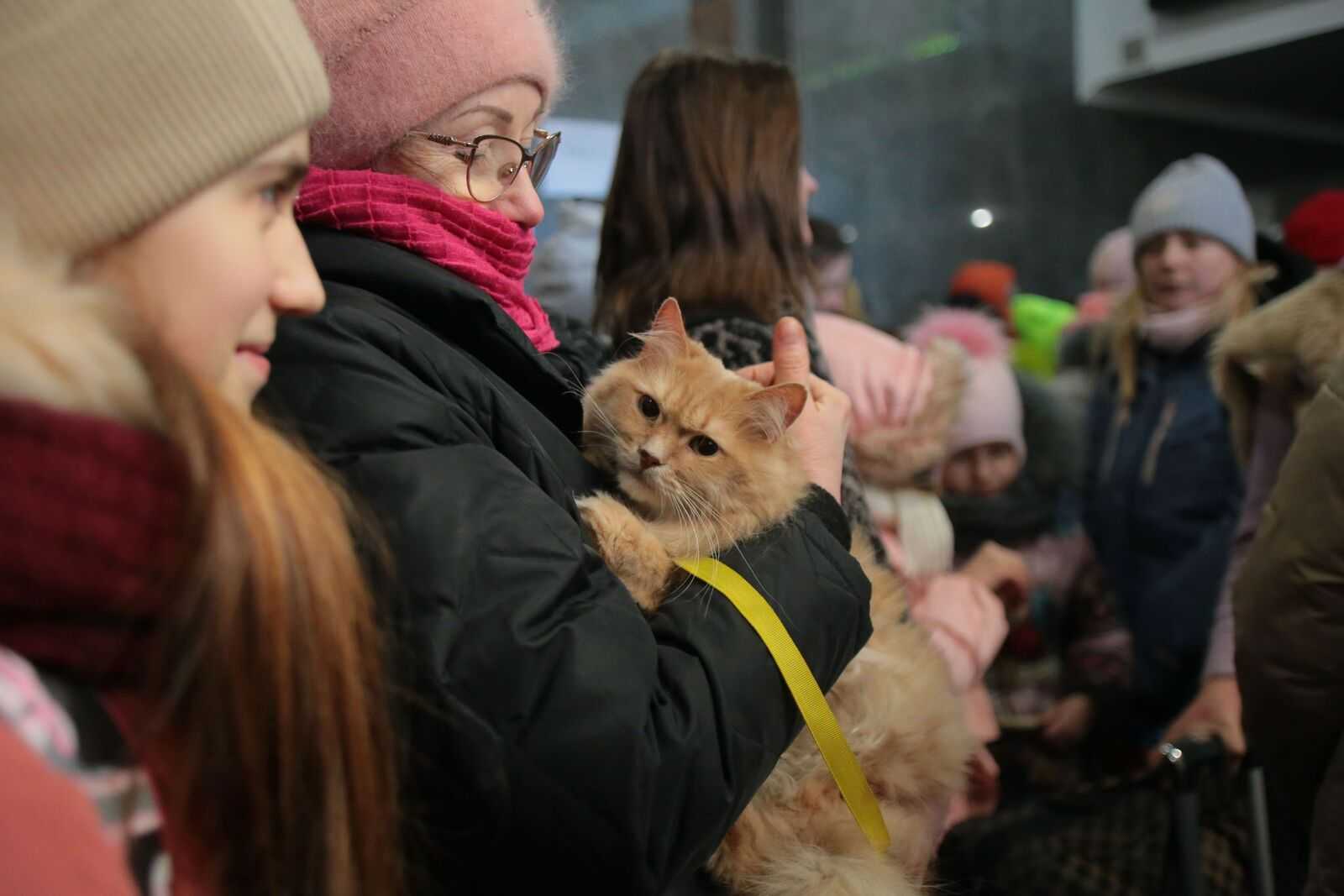 Нові тимчасові правила перевезення тварин з України до Польщі: що змінилося