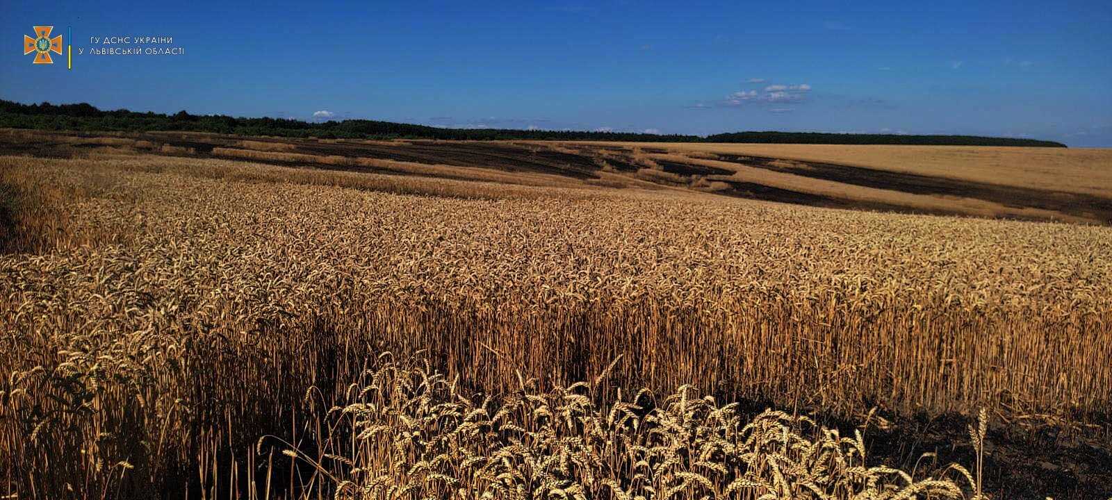 На Львівщині вогнеборці врятували від вогню майже 70 га пшениці