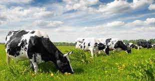 Ще 6 підприємців та 3 громади отримають підтримку з обласного бюджету на розвиток аграрного бізнесу та покращення пасовищ