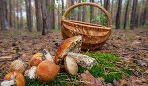 Три випадки отруєння грибами за минулий тиждень зафіксували на Львівщині
