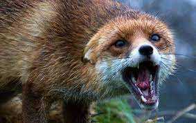 Епідеміологи повідомляють: на Львівщині за січень цього року кількість випадків сказу серед тварин зросла уп'ятеро