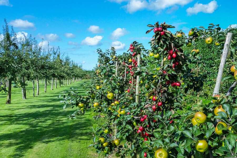 Відтепер у фермерів є можливість оцінити перспективи свого господарства перед подачею на грант «Свій сад»