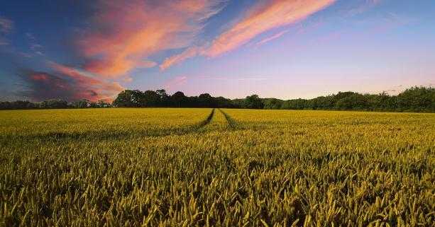 Набрав чинності Закон України про електронні земельні аукціони