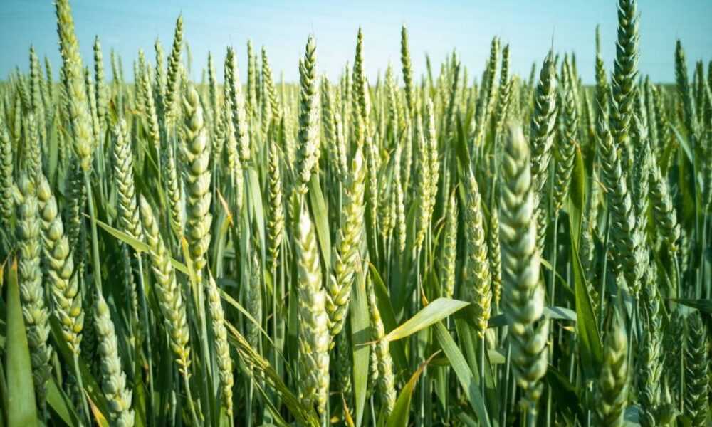 Кабмін затвердив структуру та порядок застосування тарифів для страхування озимих: розміри страхових тарифів для Львівщини