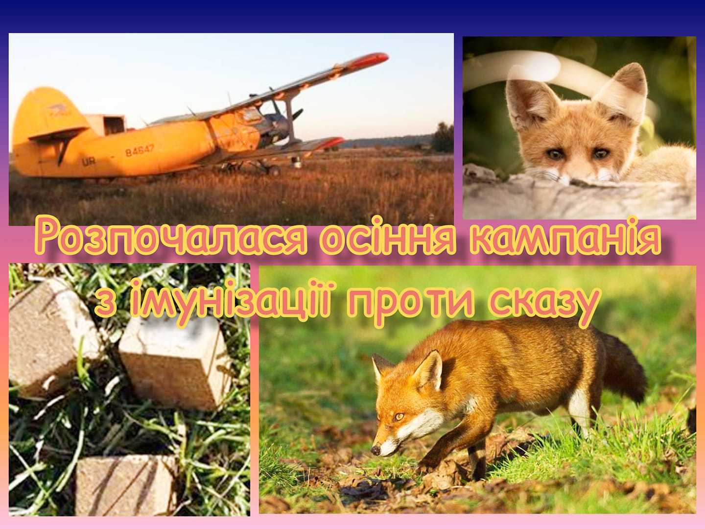 На Червоноградщині розпочнеться осіння кампанія пероральної імунізації диких м’ясоїдних тварин 