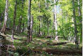 П’ятьом екологічним об’єктам на Львівщині надали природоохоронний статус