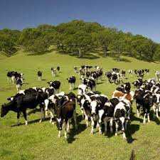 У Львівській області в особистих селянських господарствах утримують понад 80% великої рогатої худоби, овець та кіз.