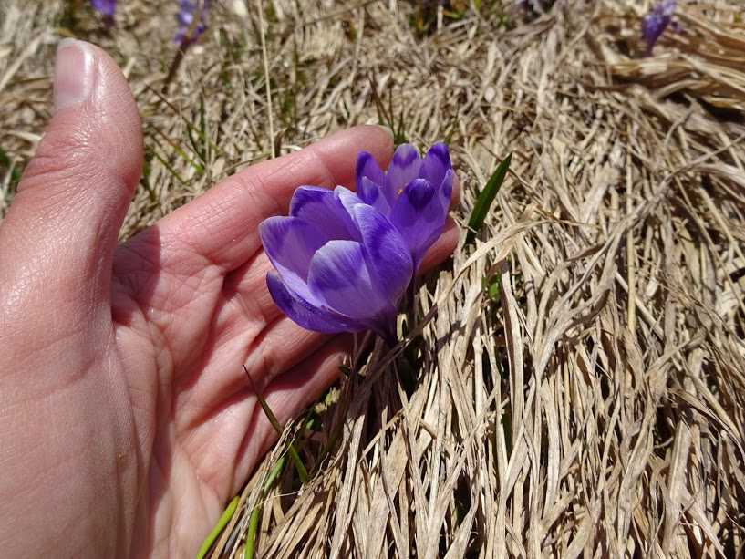 На Львівщині знайшли нові осередки зростання червонокнижного шафрану Гейфеля