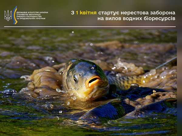 З 1 квітня стартує нерестова заборона на вилов водних біоресурсів