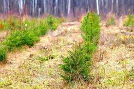 У Львівській області висадили понад 6 мільйонів дерев