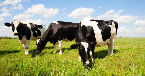 Уряд розширив надання дотації за утримання корів усіх напрямків продуктивності