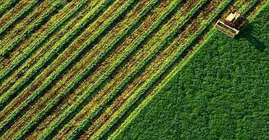 За 30 днів роботи ринку землі площа проданих ділянок склала понад 5 тисяч гектарів