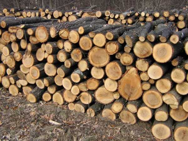 Заготівля дров на зиму: де жителі Львівщини можуть офіційно придбати дрова?