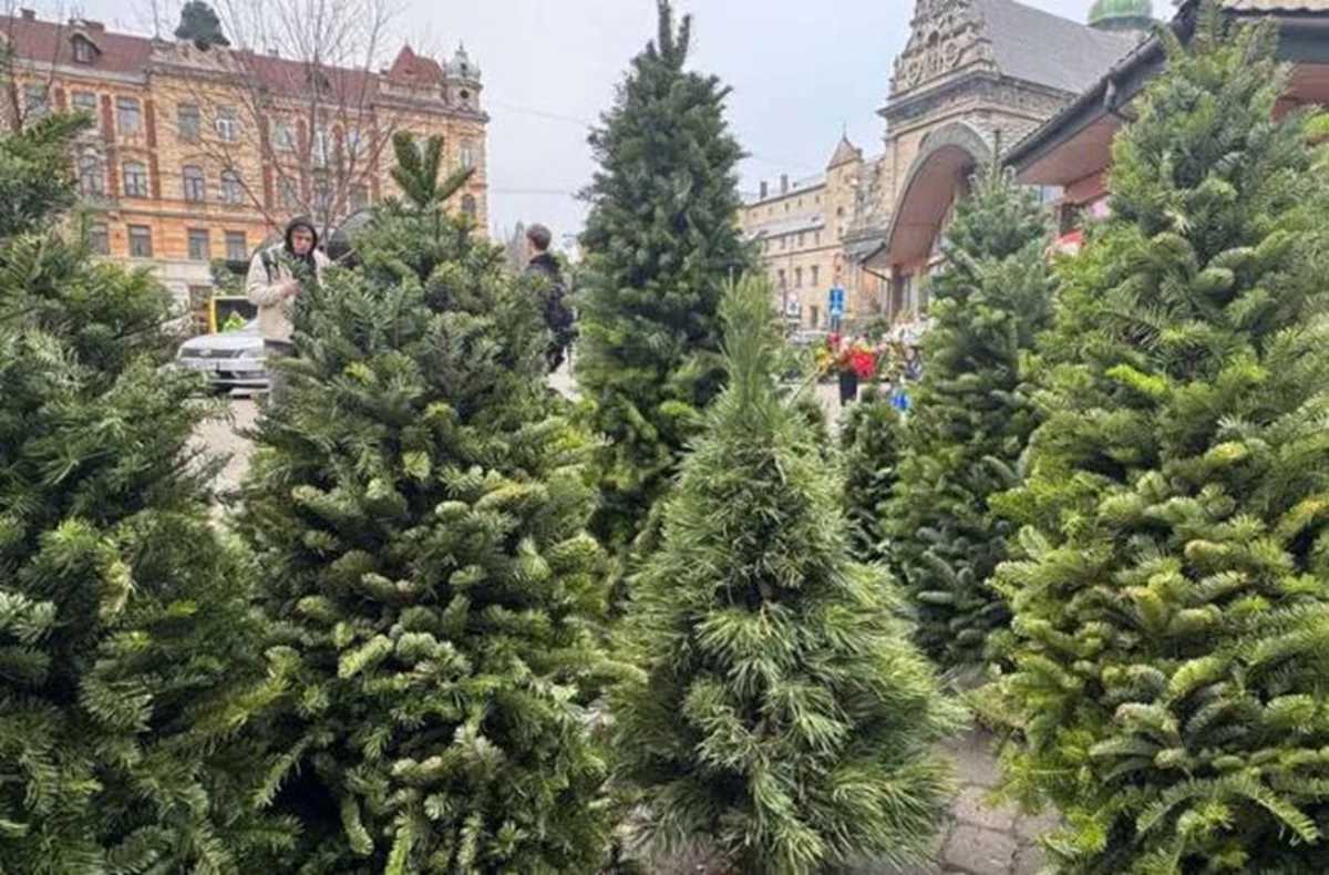 Жива ялинка до свят: як правильно та відповідально обирати деревце