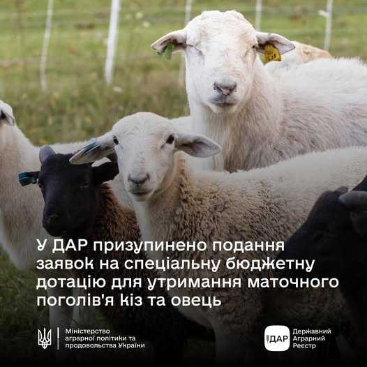 Призупиняємо в ДАР подання заявок на спеціальну бюджетну дотацію для утримання поголів'я кіз та овець