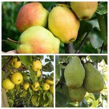 Львівщина продовжує залучати грантову підтримку за програмою «Свій Сад» від єРобота