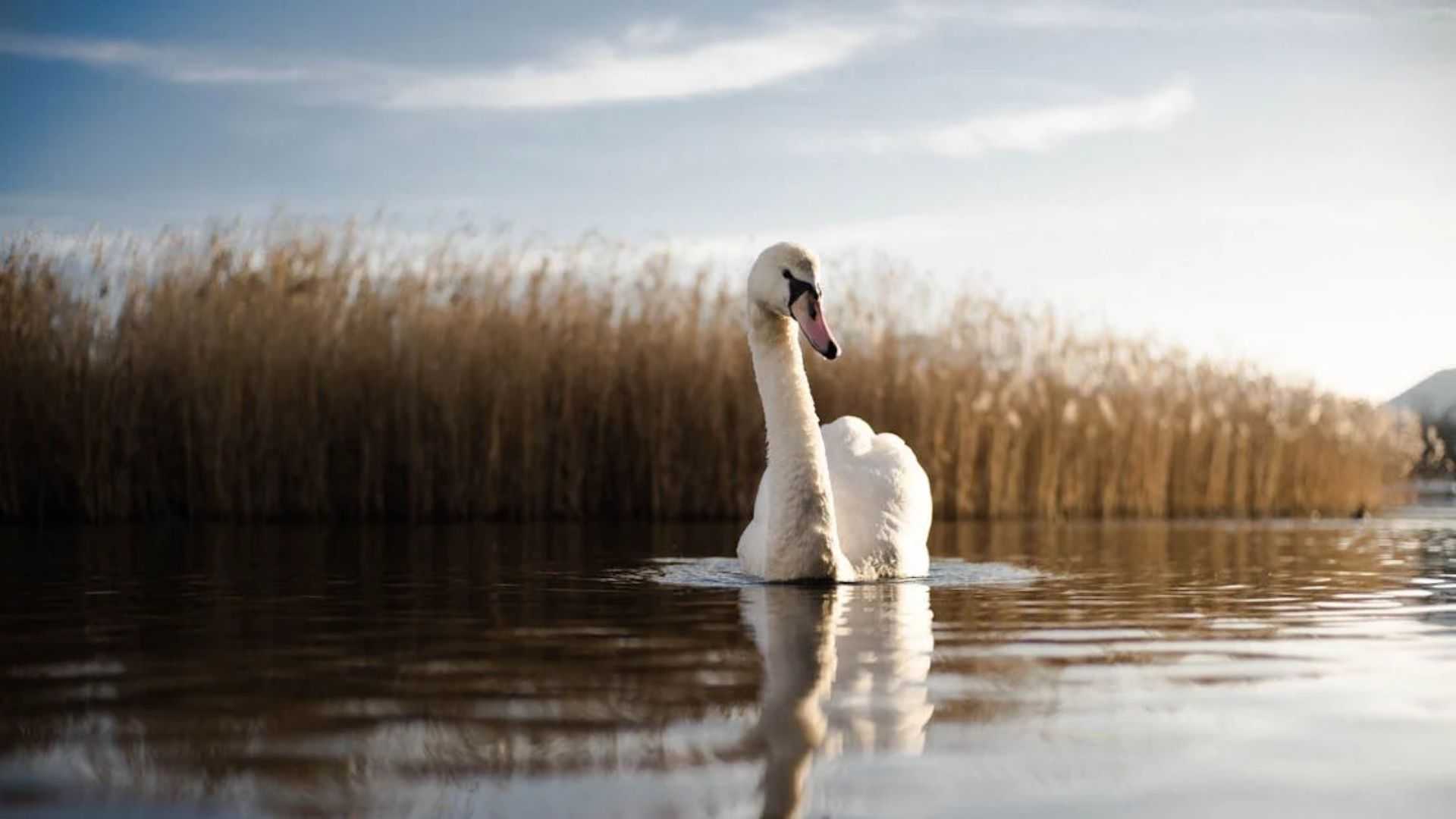Карантинні обмеження, запроваджені через спалах грипу птиці на заплаві річки Західний Буг - знято!
