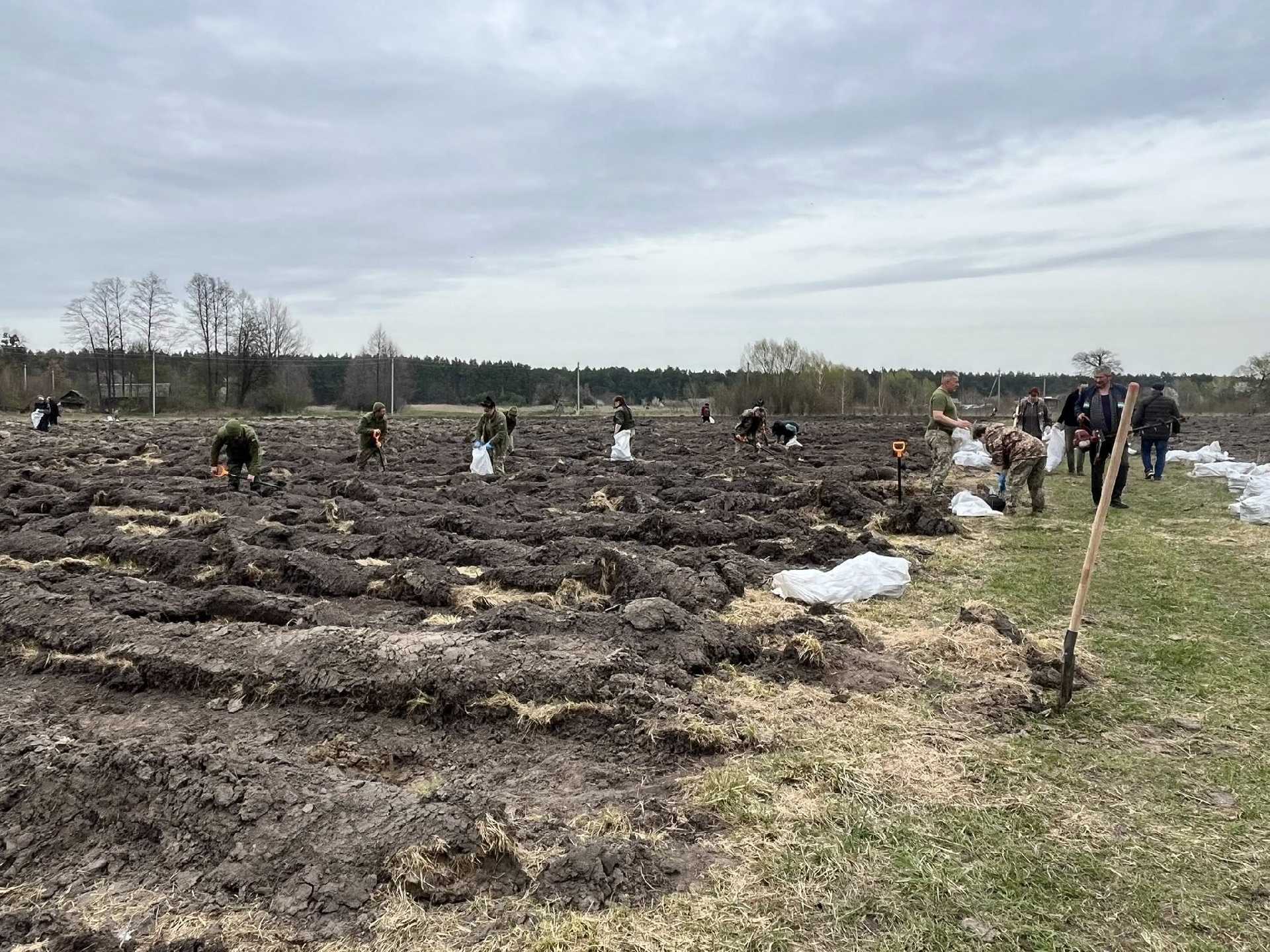 Тепло з плантації: в Шептицькій громаді стартував пілотний проєкт із вирощування павловнії