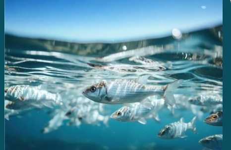 Президент підписав євроінтеграційний закон щодо водних біоресурсів: що це означає для аграрного сектору Львівщини