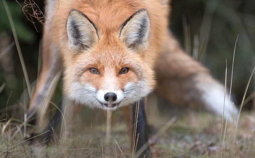 На території Шептицького району проводитиметься вакцинація
диких м’ясоїдних тварин