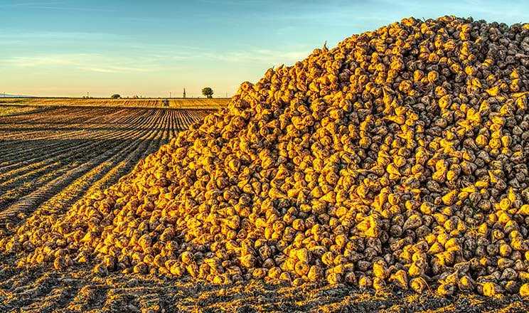 Аграрії району продовжують збір урожаю та посів озимих культур