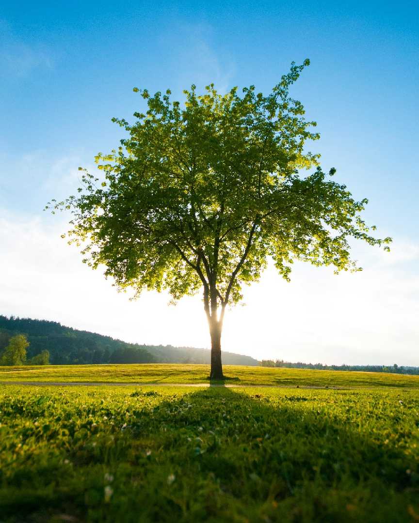 Триває національний відбір на участь у конкурсі «Європейське дерево року – 2026»