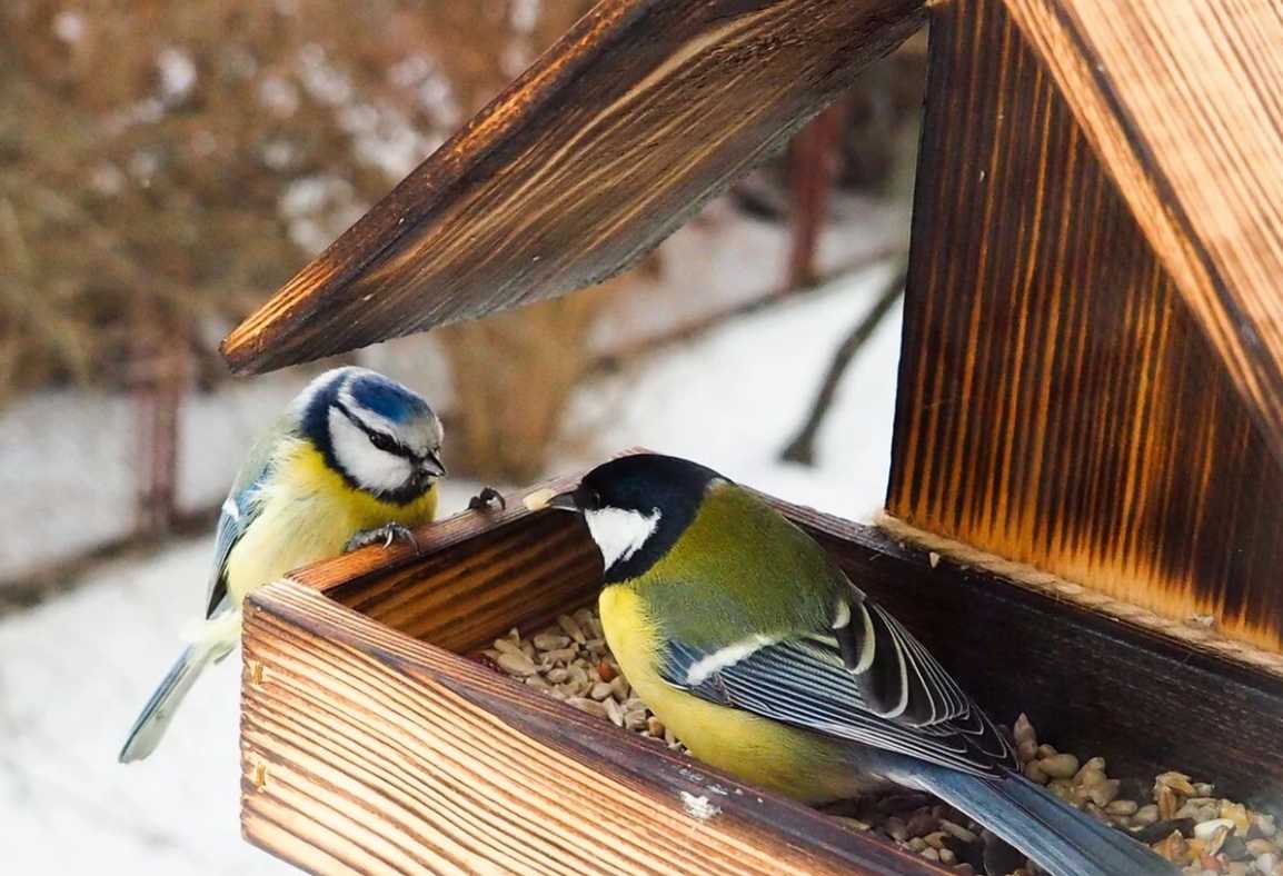 Рекомендації  щодо годування птахів узимку