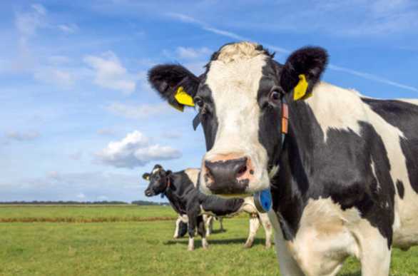 Розпочато прийом документів на отримання дотації за приріст поголів’я корів