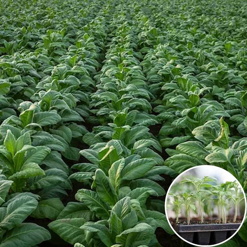 ВАЖЛИВО: Про дотримання законодавства у сфері вирощування та реалізації тютюнової сировини