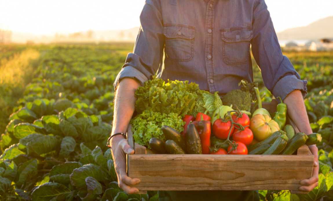 Агровиробники можуть отримати гранти на будівництво овоче- та фруктосховищ