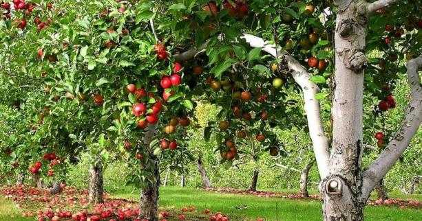 Понад 100 млн за 5 років: виробники Львівщини отримують фінансову підтримку на розвиток плодово-ягідного бізнесу